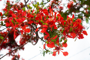 royal poinciana, (Delonix regia), also called flamboyant tree or peacock tree	