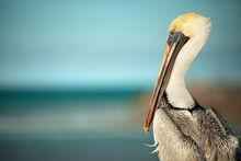 Brown Pelican With Blue Sky
