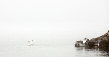 Foggy Winter Morning With Tundra Swans And Breakwater