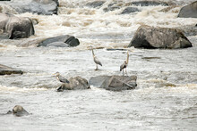 Three Herons On Rock In Rapids
