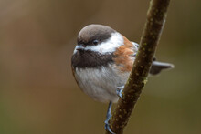 Chestnut Backed Chickadee (Poecile Rufescens) Perched In A Tree Close Up.