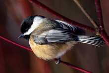 Black Capped Chickadee (Poecile Atricapillus) Perched On A Branch Close Up.