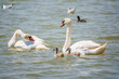 A pair of mute swans, Cygnus olor, swimming on a lake with its new born baby cygnets. Mute swan protects its small offspring. Gray, fluffy new born baby cygnets.
