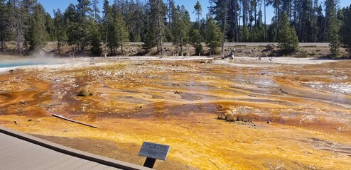 Wall Mural - Bacteria Mat, Yellowstone National Park, Wyoming