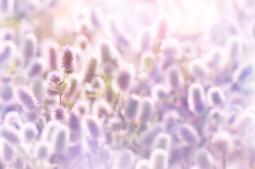 Wall Mural - Background with wild flowers. Trifolium arvense. Natural background in sunlight.