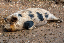 A Single Kunekune Pig Resting At Wellington Zoo