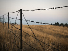 Barbed Wire Fence And Meadow