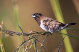 Fototapeta Konie - Bronze mannikin bird sitting in stems of grass to eat fresh seeds