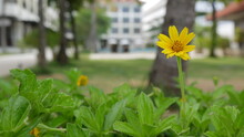 Yellow Flower In Garden
