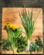wiosenne listki kwiaty i zioła na drewnianej desce zdrowie i witaminy