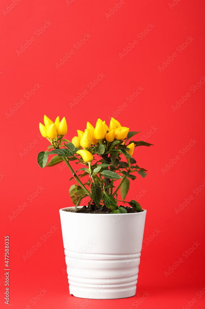 Pepper tree in pot on red background