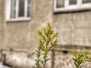 Poster - flowers on the wall