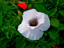 White Poppy Flower In A Garden In Siberia Russia.