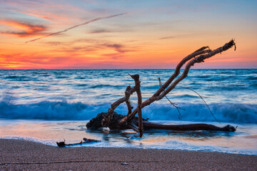 Wall Mural - ld wood trunk snag in water at beach on beautiful sunset