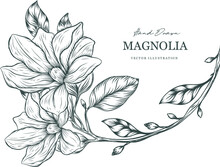 Magnolia Hand Drawn Flowers