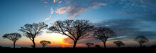 Panorama Silhouette Tree In Africa With Sunset.Tree Silhouetted Against A Setting Sun.Dark Tree On Open Field Dramatic Sunrise.Typical African Sunset With Acacia Trees In Masai Mara, Kenya
