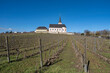 View over vineyards in spring to the parish church of St. Peter and Paul in Hochheim am Main / Germany 