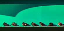 녹색 교량 밑에서 잠자는 비둘기들