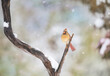 Northern Cardinal - Cardinalis cardinalis female perched on a snow covered branch in winter