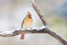 Northern Cardinal - Cardinalis Cardinalis Female Perched On A Snow Covered Branch In Winter