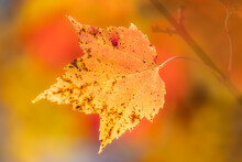 Brown Spotted Yellow Color Red Maple Leaf Against Soft Blurred Background