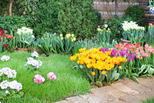 Spring Flowers On Gren Grass Near Stone Walk In Garden. Tulips And Primula.