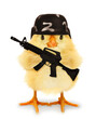 Cute cool chick army military soldier with helmet and assault rifle weapon funny conceptual image. War concept idea