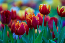 Beautiful Colorful Red And Yellow Tulips Background. Field Of Spring Flowers