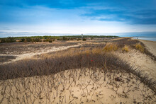 Coastal Wilderness Landscape With Bare Rosehip Bushes And Seagrasses Over The Sand Dunes In Mashpee, Massachusetts On A Overcast Day
