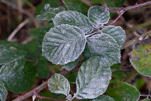 First Frost On Green Bramble Leaves