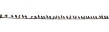 A Long Row Of Black Birds Perched On Wires Isolated On White