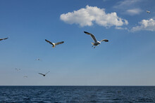 Flock Of Seagulls Flies Over The Surface Of The Sea Against The Background Of A Blue Sky With Clouds. Birds Flying Over The Water.
