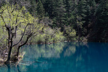 Spring Bloom Reflecting In A Calm Lake In Jiuzhaigou Valley National Park, Sichuan Province, China