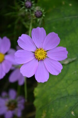 Wall Mural - Cosmos flower (Cosmos Bipinnatus) with blurred background