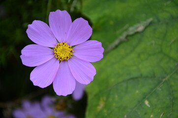 Wall Mural - Cosmos flower (Cosmos Bipinnatus) with blurred background