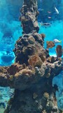 Fototapeta  - Wielkie akwarium 