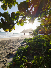 Wall Mural - tree on the beach