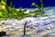 Ohrfleck-Röhrenaal (Heteroconger Hassi) Aal  Unterwasser