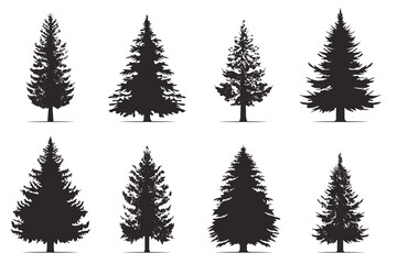 Wall Mural - Pine trees collection. Conifer tree silhouettes on the white background Collection. Bundle of trees.