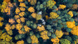 © Aleksandr Matveev - Autumn forest aerial drone view