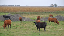 Content Black And Red Angus Cows Graze On Grass In Rural Minnesota