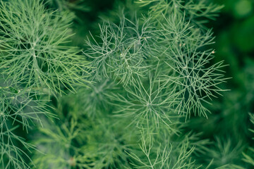  Partially blurred background image of green sprigs of dill growing in vegetable garden. Top view. Copy space