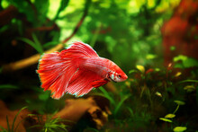 Siamese Fighting Fish, Betta Splendens Commonly Known As The Betta, Is A Freshwater Fish In The Aquarium. Animal Aquascaping Close Up Photography With A Soft Focus Gradient Blurred Background