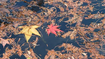 Wall Mural - Colorful maple leaves and dawn redwood leaves floating on peaceful water in sunny windy day, 4k footage slow motion.