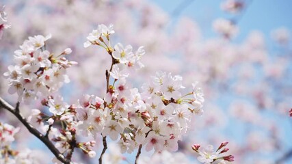 Poster - 満開の桜　花見