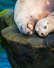 Mother And Pup Sea Lions Enjoy A Nap.