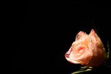 Fototapeta Tulipany - tekstura tła.biała róża, idealna kompozycja na kartkę walentynkową lub jako życzenie dla bliskiej osoby. To czysta miłość, czułość, delikatność. skromny prezent, wielkie serce.