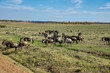 Gnu im Nationalpark Tsavo Ost, Tsavo West und Amboseli in Kenia