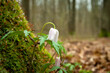 © darekb22 - The first spring flowers growing under the tree