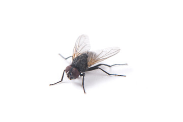 fly isolated on white background